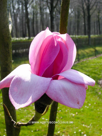 Magnolia campbellii 'Kew's Surprise'