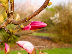 Magnolia 'Cecil Nice' - Sierboom - Hortus Conclusus  - 3