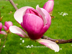 Magnolia 'Cecil Nice' - Sierboom - Hortus Conclusus  - 6