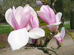 Magnolia 'Chang Hua' - Sierboom - Hortus Conclusus  - 1