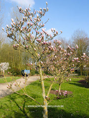 Magnolia 'Chang Hua' - Sierboom - Hortus Conclusus  - 3