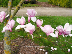 Magnolia 'Chang Hua' - Sierboom - Hortus Conclusus  - 8