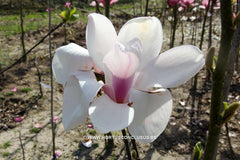 Magnolia 'Chang Hua' - Sierboom - Hortus Conclusus  - 11