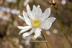Magnolia 'China Town' - Sierboom - Hortus Conclusus  - 2