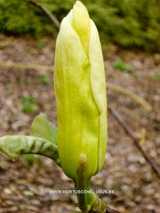 Magnolia 'Curly Head' - Sierboom - Hortus Conclusus  - 2