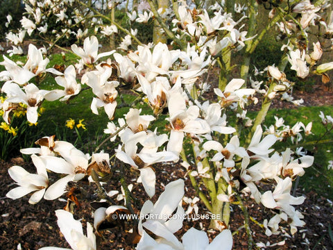 Magnolia cylindrica 'Bjuv'