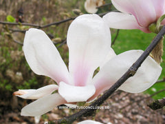 Magnolia 'Daisy Diva' - Sierboom - Hortus Conclusus  - 3