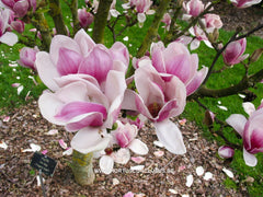 Magnolia 'Dan Qing' - Sierboom - Hortus Conclusus  - 5