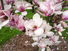 Magnolia 'Dan Qing' - Sierboom - Hortus Conclusus  - 8