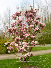 Magnolia 'Dan Qing' - Sierboom - Hortus Conclusus  - 9