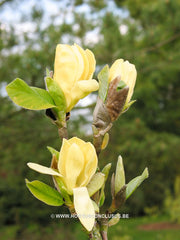 Magnolia 'Daphne' - Sierboom - Hortus Conclusus  - 3