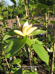 Magnolia 'Daphne' - Sierboom - Hortus Conclusus  - 6