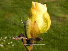 Magnolia 'Daphne' - Sierboom - Hortus Conclusus  - 7