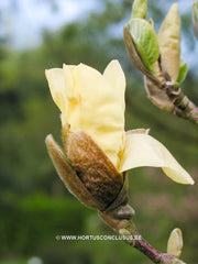Magnolia 'Daphne' - Sierboom - Hortus Conclusus  - 8