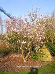Magnolia 'Darrel Dean' - Sierboom - Hortus Conclusus  - 4