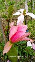 Magnolia 'Daybreak' - Sierboom - Hortus Conclusus  - 3