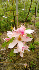 Magnolia 'Daybreak' - Sierboom - Hortus Conclusus  - 5