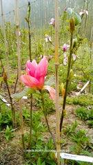 Magnolia 'Daybreak' - Sierboom - Hortus Conclusus  - 7