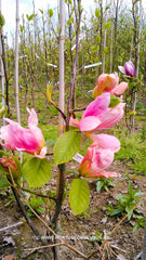 Magnolia 'Daybreak' - Sierboom - Hortus Conclusus  - 8
