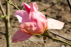Magnolia 'Daybreak' - Sierboom - Hortus Conclusus  - 11