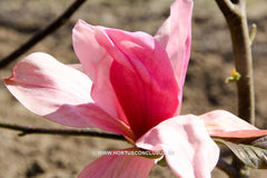 Magnolia 'Daybreak' - Sierboom - Hortus Conclusus  - 12