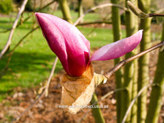 Magnolia 'Eleanor May' - Sierboom - Hortus Conclusus  - 2