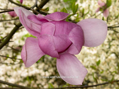 Magnolia 'Eleanor May' - Sierboom - Hortus Conclusus  - 6