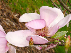 Magnolia 'Eleanor May' - Sierboom - Hortus Conclusus  - 10