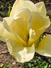 Magnolia 'Elizabeth' - Sierboom - Hortus Conclusus  - 2