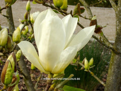 Magnolia 'Elizabeth' - Sierboom - Hortus Conclusus  - 4