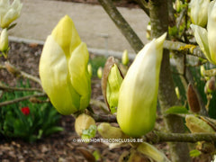 Magnolia 'Elizabeth' - Sierboom - Hortus Conclusus  - 5
