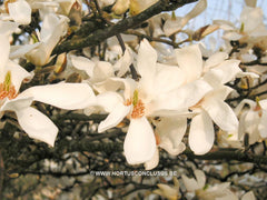 Magnolia 'Emma Cook' - Sierboom - Hortus Conclusus  - 1
