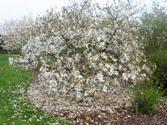 Magnolia 'Emma Cook' - Sierboom - Hortus Conclusus  - 2