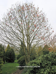 Magnolia 'Flamingo' - Sierboom - Hortus Conclusus  - 2