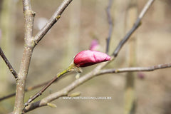 Magnolia 'Fredelies' - Sierboom - Hortus Conclusus  - 2