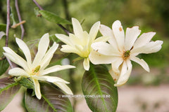 Magnolia 'Gold Star' - Sierboom - Hortus Conclusus  - 2