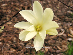 Magnolia 'Gold Star' - Sierboom - Hortus Conclusus  - 6