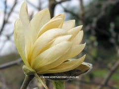 Magnolia 'Gold Star' - Sierboom - Hortus Conclusus  - 10