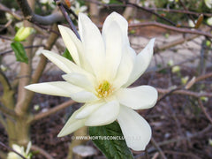 Magnolia 'Gold Star' - Sierboom - Hortus Conclusus  - 11