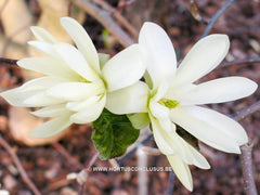 Magnolia 'Gold Star' - Sierboom - Hortus Conclusus  - 13