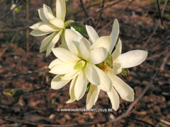 Magnolia 'Gold Star' - Sierboom - Hortus Conclusus  - 15