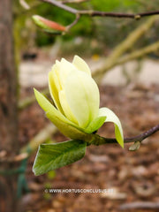 Magnolia 'Gold Star' - Sierboom - Hortus Conclusus  - 16