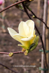 Magnolia 'Golden Endeavour' - Sierboom - Hortus Conclusus  - 5