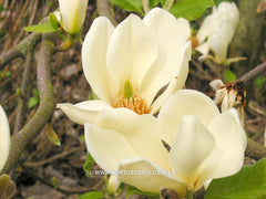 Magnolia 'Goldfinch' - Sierboom - Hortus Conclusus  - 7