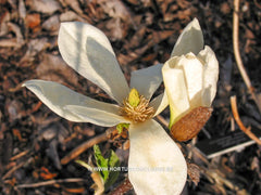 Magnolia 'Goldfinch' - Sierboom - Hortus Conclusus  - 16