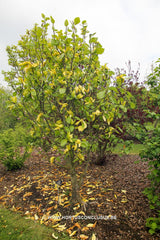 Magnolia 'Green Bee' - Sierboom - Hortus Conclusus  - 2