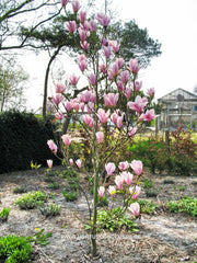 Magnolia 'Heaven Scent' - Sierboom - Hortus Conclusus  - 3