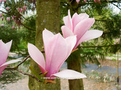 Magnolia 'Heaven Scent' - Sierboom - Hortus Conclusus  - 5