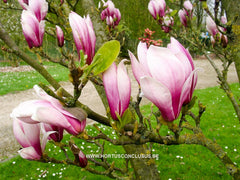 Magnolia 'Hong Yun' - Sierboom - Hortus Conclusus  - 3