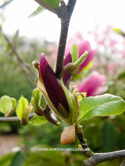 Magnolia 'Hot Lips' - Sierboom - Hortus Conclusus  - 2